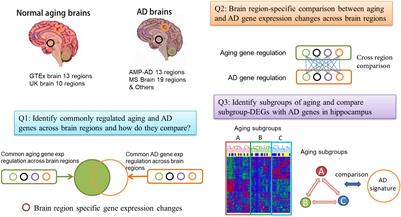 Transcriptomic Changes Highly Similar to Alzheimer’s Disease Are Observed in a Subpopulation of Individuals During Normal Brain Aging